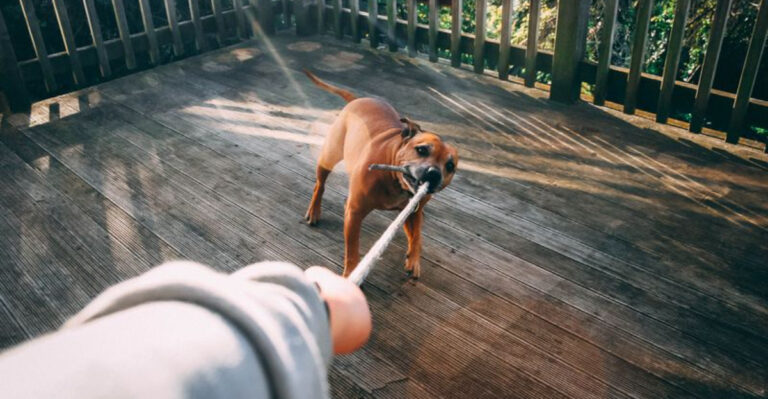 Massachusetts Rules on Liability When One Dog Bites Another