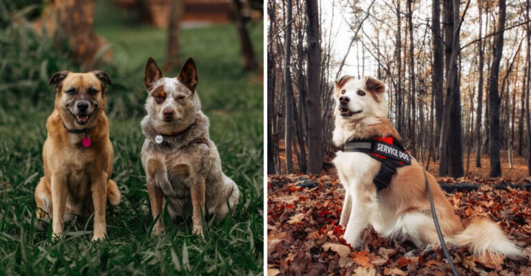 15 Little-Known Texas Dog Laws Worth Knowing