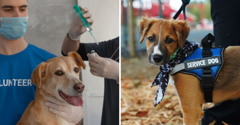 15 Virginia Dog Laws That Rarely Get Talked About