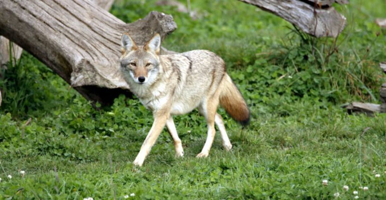 How to React If a Coyote Turns Up in Your California Yard