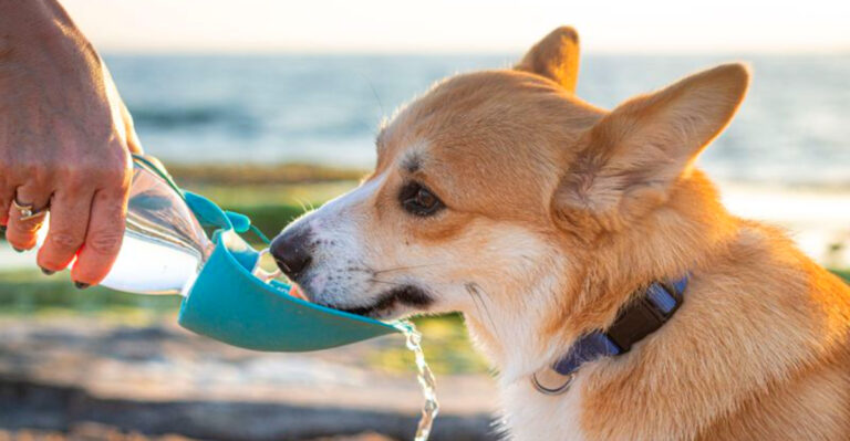 15 Summer Heat Safety Tips Every Texas Dog Owner Should Know