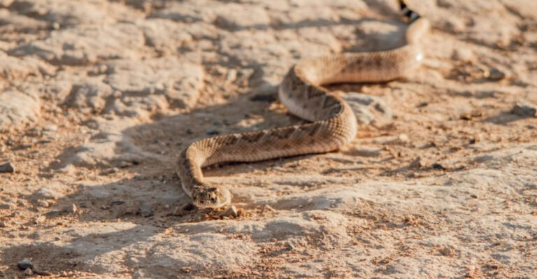 The Snakes Texas Dog Owners Should Watch for This Summer