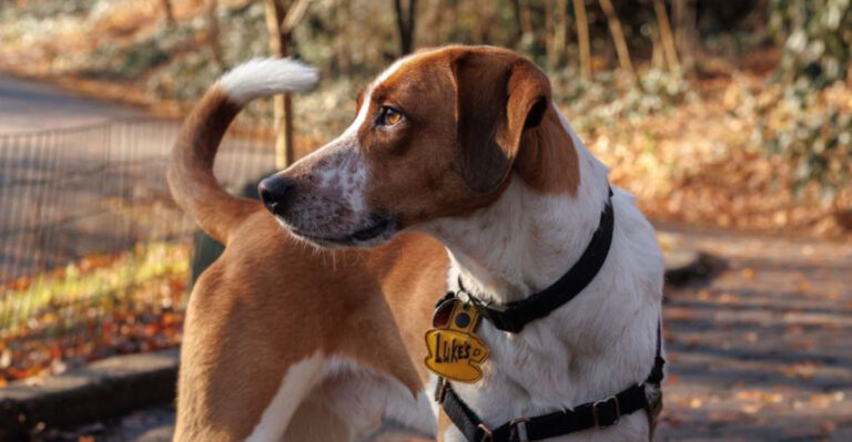 15 Pennsylvania Dog Laws Many Owners Don’t Realize Exist
