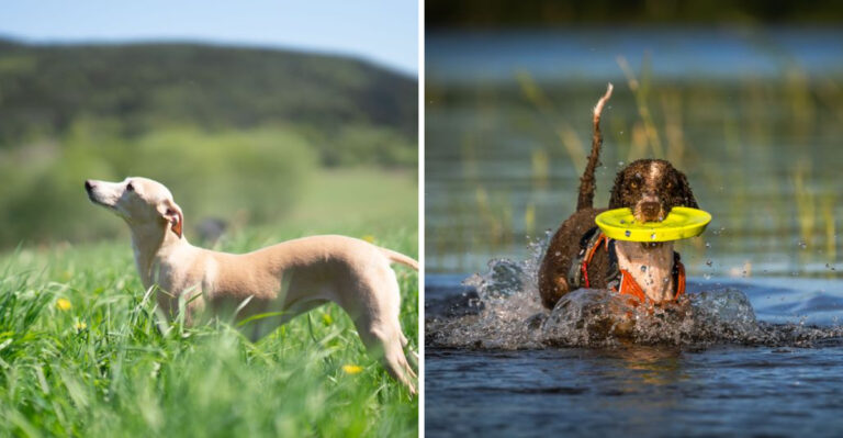 15 Dog Breeds That Fit South Carolina’s Warm Climate And Laid-Back Outdoor Lifestyle