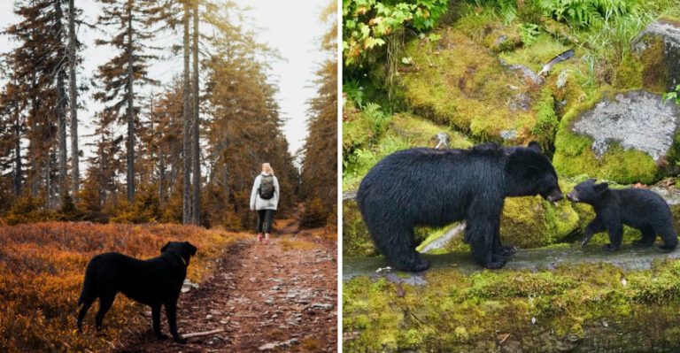 What Vermont Dog Owners Should Know About Black Bears Around Trails, Campsites, And Rural Homes