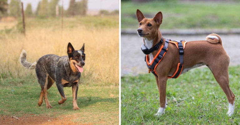 15 Dog Breeds That Fit Georgia’s Hot, Humid, Outdoor Lifestyle