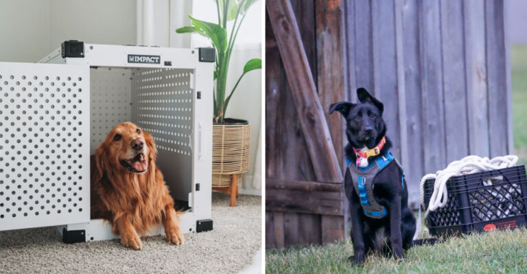 How Oklahoma Tornado Season Changes Dog Emergency Planning