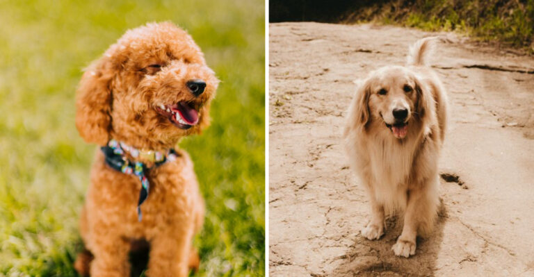 15 Dog Breeds Well Suited To California’s Mix Of Coastal, Urban, And Outdoor Lifestyles