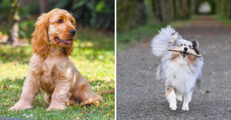 15 Dog Breeds That Fit Ohio’s Four-Season Lifestyle