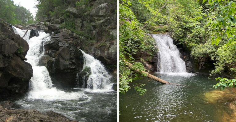 15 Dog-Friendly Swimming Holes to Beat the Heat in Georgia