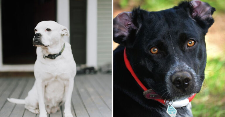 What Florida Law Says About a Dog That Wanders Onto Your Property