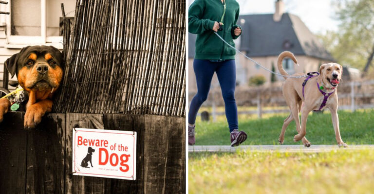 18 Arizona Dog Laws That Might Surprise Local Pet Owners