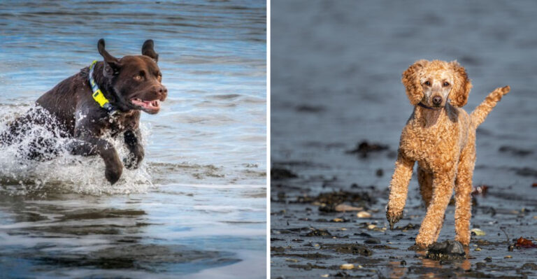 15 Dog Breeds That Love The North Carolina Coast