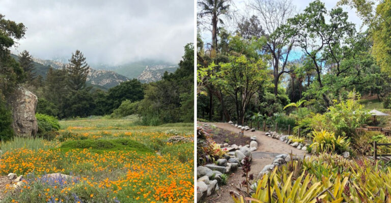 15 Dog-Friendly Botanical Gardens in California