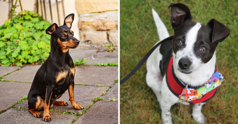 15 Apartment-Friendly Dog Breeds For Phoenix And Tucson, Arizona