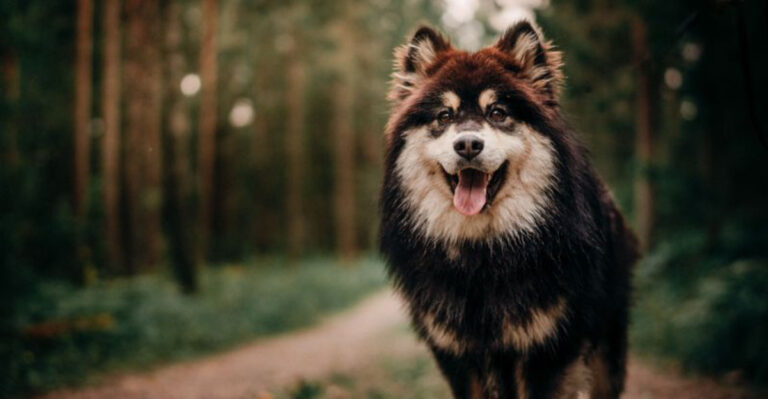 15 Dog Breeds That Fit Washington’s Cool, Wet, Outdoorsy Lifestyle