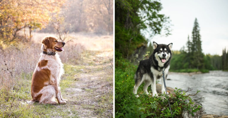 15 Best Hiking Companion Breeds for Washington Trails