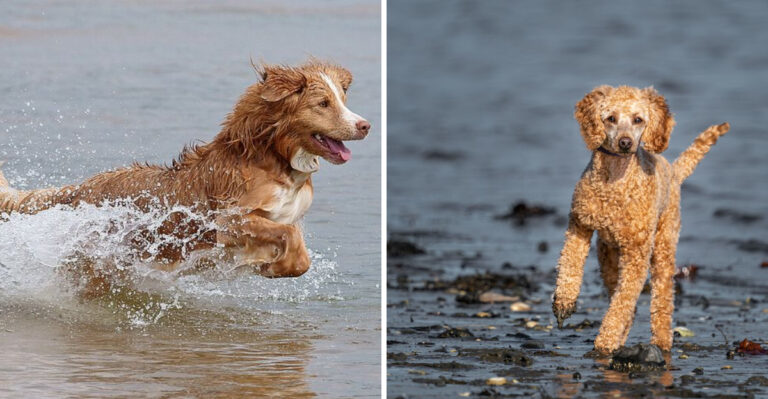 15 Water-Loving Dog Breeds For Michigan’s Great Lakes Lifestyle