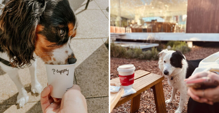 20 California Cafés With Patios Made for Dogs