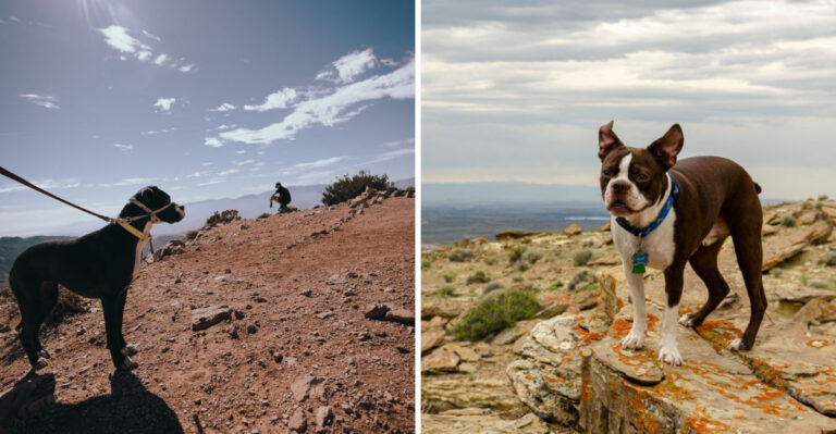 Why South Dakota Badlands National Park Requires Extra Planning When You Travel With A Dog