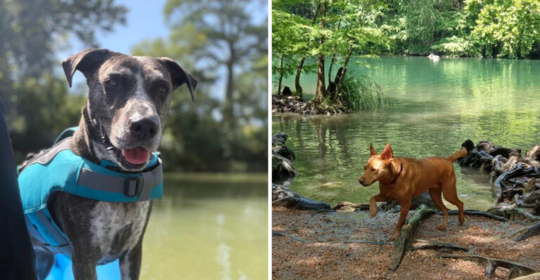 20 Texas Cities Where Your Dog Is Basically a Local Celebrity
