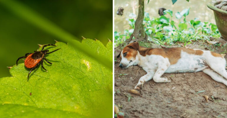 What Pennsylvania Dog Owners Should Know Before Taking Their Dog Into The Woods During Tick Season