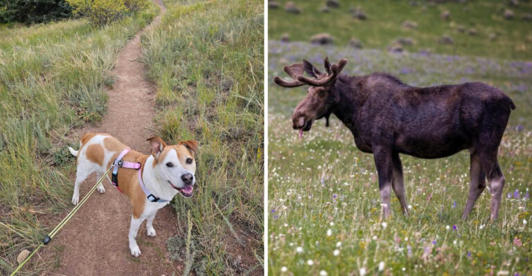 What Wyoming Dog Owners Should Know About Moose On Mountain Trails