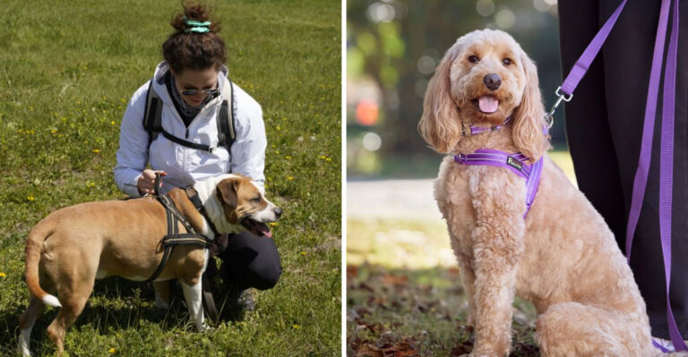What Massachusetts Dog Owners Should Know About Ticks Before Hitting The Trails