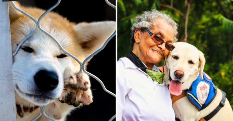 18 Missouri Dog Laws That Can Take Owners By Surprise