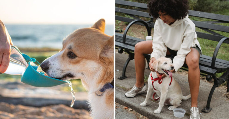 How Tennessee Humidity Changes Summer Exercise For Active Dogs