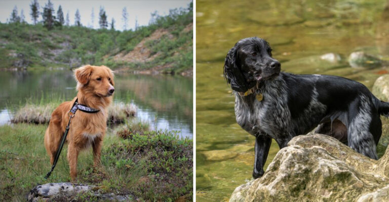 14 Water-Loving Dog Breeds For Delaware’s Bays And Beach Towns