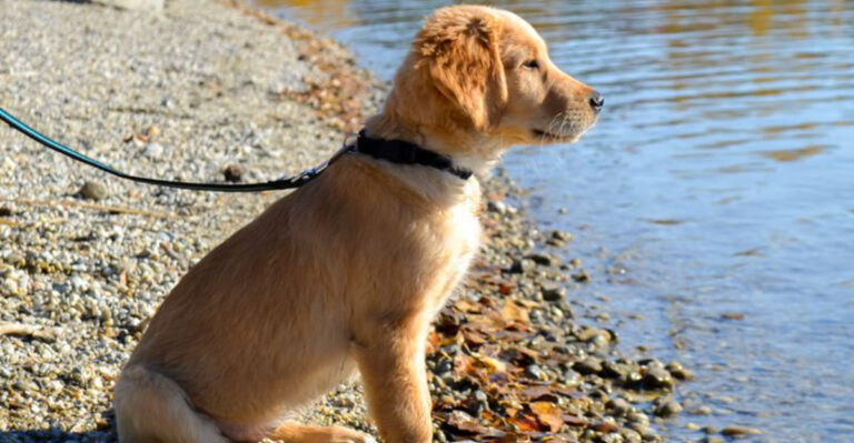 Dog-Friendly Upstate South Carolina Lake Days For Summers When The Lowcountry Is Sweltering