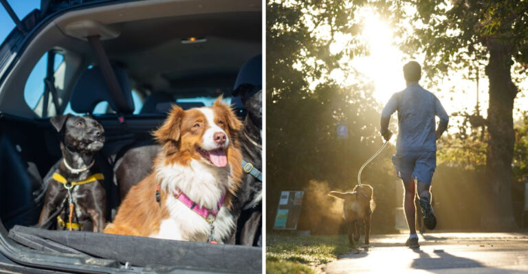 What California Dog Owners Should Know About Wildfire Smoke, Extreme Heat, And Evacuation Season