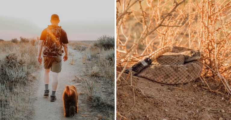 What New Mexico Dog Owners Should Know About Rattlesnakes On Desert Trails