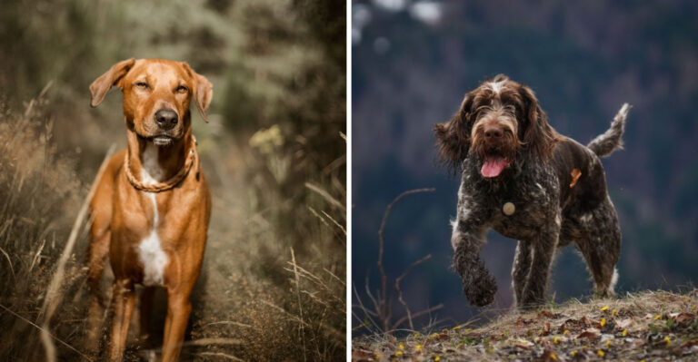 15 Hiking Companion Breeds For Missouri’s Ozark Trails