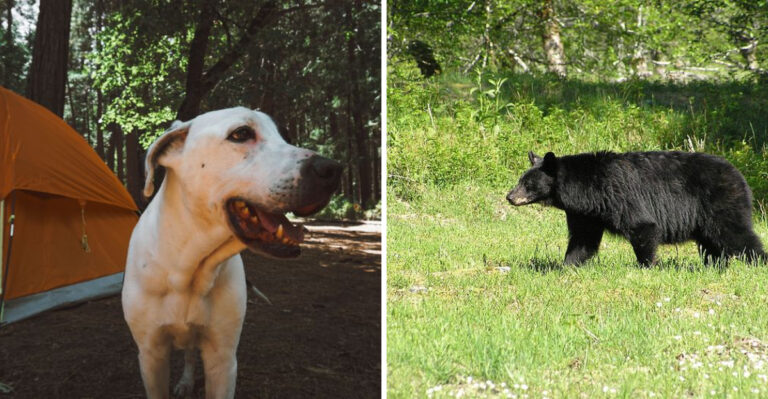 What New York Dog Owners Should Know About Black Bears At Adirondack Campsites