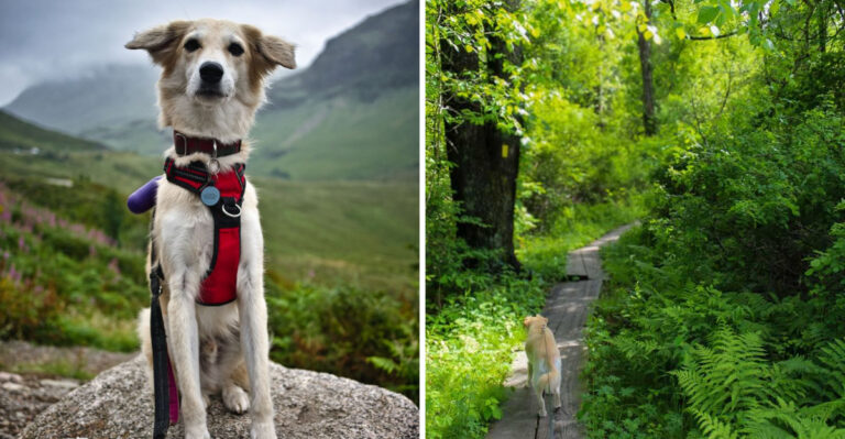 10 Dog-Friendly Virginia Towns Perfect For A Weekend Road Trip