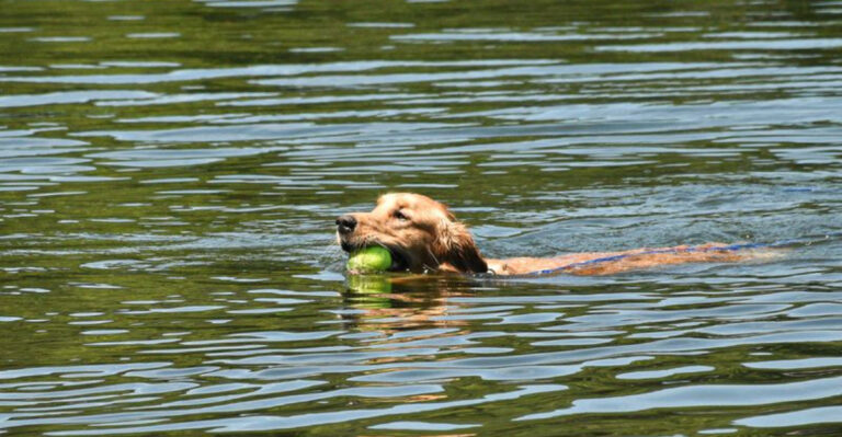 20 Pennsylvania Lakes Where Dogs Swim Free All Summer