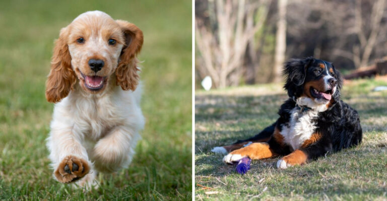 18 Gentle Dog Breeds Perfect for Families in Virginia