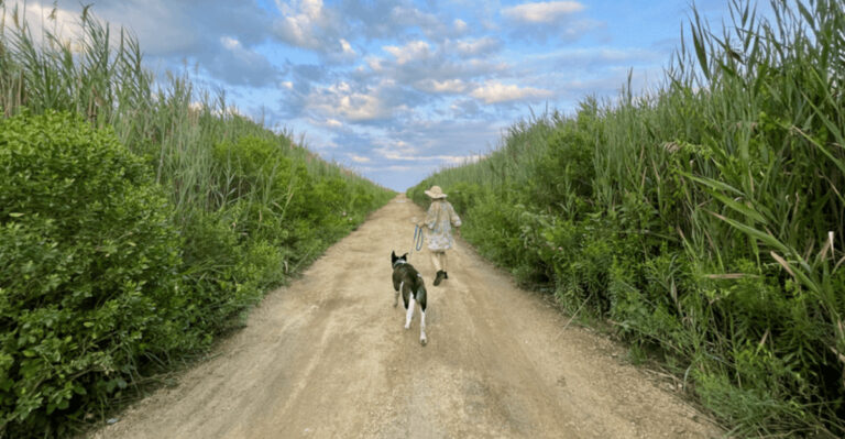 What Coastal Rhode Island Dog Owners Should Know About Ticks