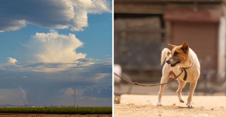 What Arizona Dog Owners Need To Know About Cactus, Rattlesnakes, Monsoon Weather, And Desert Heat