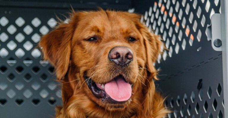 What Coastal Georgia Dog Owners Should Prepare Before Hurricane Season
