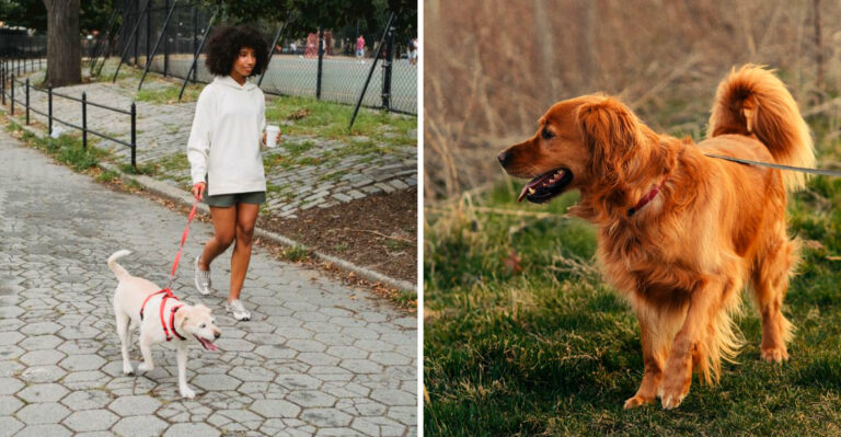 The North Carolina Leash Rule Many Dog Owners Get Wrong