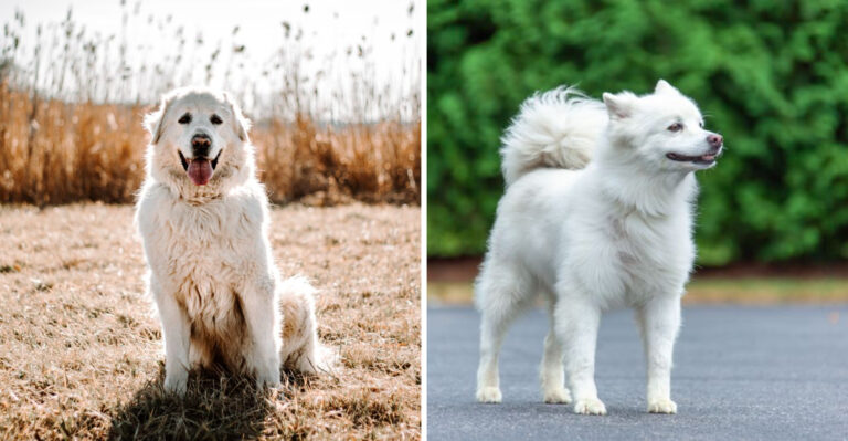 15 Dog Breeds Suited To South Dakota’s Cold And Open Spaces