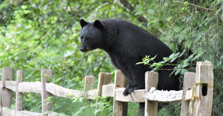 What Connecticut Dog Owners Should Know About Black Bears In Backyards And On Trails