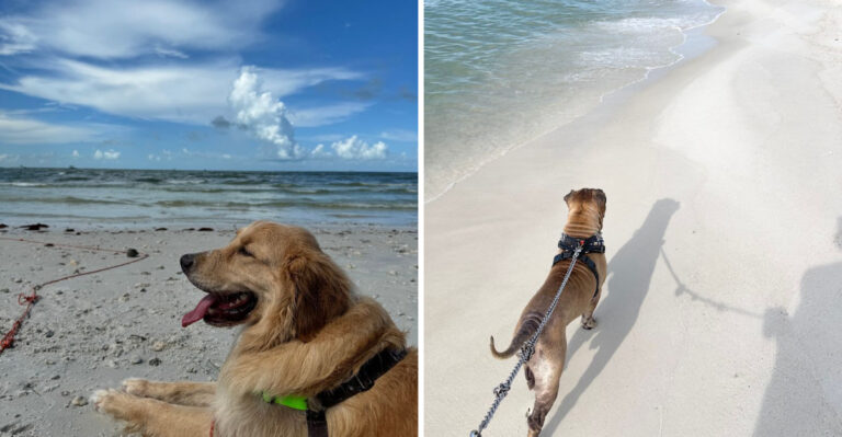 16 Florida Road Trips That Are Much More Fun With A Dog In The Back Seat