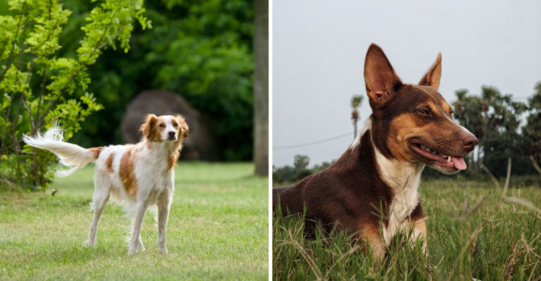 17 Dog Breeds Suited To Oklahoma’s Rural And Open-Space Lifestyle
