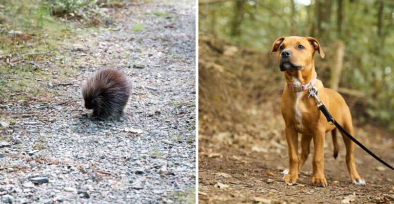What to Do If Your Minnesota Dog Meets a Porcupine