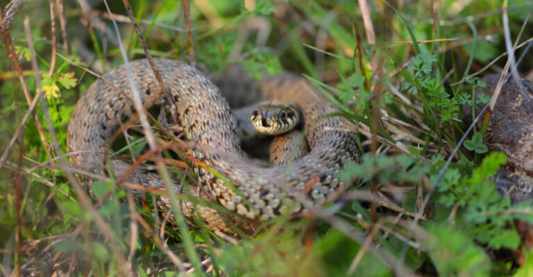 What to Do If a Snake Turns Up in Your Georgia Yard