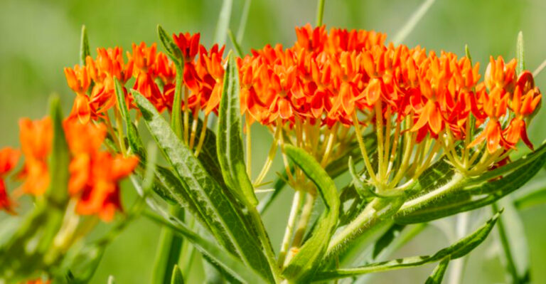 Common Plants in California Yards That Can Be Dangerous to Dogs